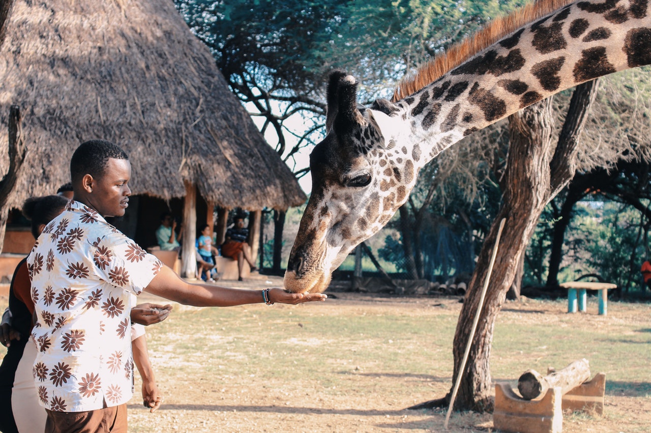Safari Kenia Anbieter